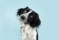 Border collie dog tiltilng head side. Isolated on blue colored background Royalty Free Stock Photo