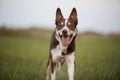 Border Collie dog with tongue out and happy face on the walk Royalty Free Stock Photo