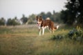 Border Collie dog with tongue out and happy face on the walk Royalty Free Stock Photo