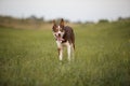 Border Collie dog with tongue out and happy face on the walk Royalty Free Stock Photo