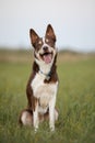 Border Collie dog with tongue out and happy face on the walk Royalty Free Stock Photo