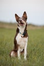 Border Collie dog with tongue out and happy face on the walk Royalty Free Stock Photo