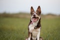 Border Collie dog with tongue out and happy face on the walk Royalty Free Stock Photo