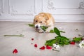 Border collie dog with torn flower bouquet in his teeth Royalty Free Stock Photo