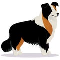 Border Collie dog tricolor Royalty Free Stock Photo