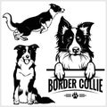 Border Collie dog - vector set isolated illustration on white background