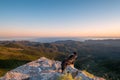 Border Collie dog viewing coastline of Corsica Royalty Free Stock Photo