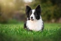 border collie dog on a walk on a green lawn wonderful portraits