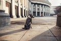 Border Collie dog walking in the winter city