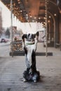 Border Collie dog walking in the winter city