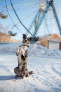 Border Collie dog walking in the winter city