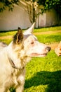 Border collie dog wating for food in the sun light