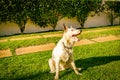 Border collie dog wating for food in the sun light