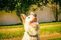 Border collie dog wating for food in the sun light