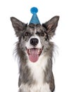 Border Collie dog on white background Royalty Free Stock Photo