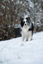 Border collie dog in winter landscape Royalty Free Stock Photo