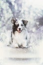 Border collie dog in a winter landscape Royalty Free Stock Photo