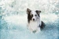 Border collie dog in a winter landscape Royalty Free Stock Photo
