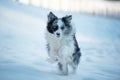 Border collie dog in winter landscape Royalty Free Stock Photo
