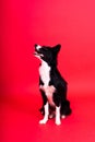 Border Collie dog, 1-2 years old, standing against yellow and red background Royalty Free Stock Photo