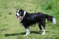 Border Collie dogs