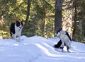 Border Collie Dogs Playing in Snow Royalty Free Stock Photo