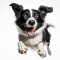 Funny Border Collie Leaping With Joy On White Background