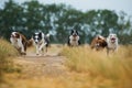 Border collie dogs on a summery dirt road