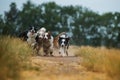 Border collie dogs on a summery dirt road