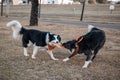 border collie dogs walking and playing in the park.