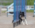 Border Collie doing slalom on dog agility course Royalty Free Stock Photo