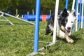 Border Collie doing the sport of Agility Royalty Free Stock Photo