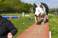 Border Collie doing the sport of Agility Royalty Free Stock Photo