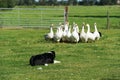 Border collie driving gooses Royalty Free Stock Photo