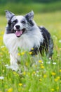 Running border collie dog in a meadow Royalty Free Stock Photo