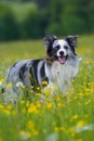 Standing border collie dog in a flower meadow