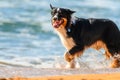 Border Collie enjoying a splash at the beach Royalty Free Stock Photo