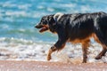 Border Collie enjoying a splash at the beach Royalty Free Stock Photo