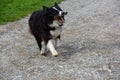 Border Collie enthusiastically brings a stick