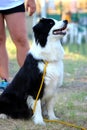 Border collie