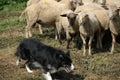 Border collie and flock of sheep Royalty Free Stock Photo