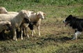 Border collie and flock of sheep Royalty Free Stock Photo