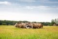 Border collie and flock of sheep Royalty Free Stock Photo