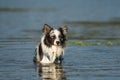 Border collie dog standing in a lake Royalty Free Stock Photo