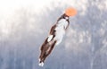 Border Collie in flying disk in the air