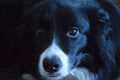 Border collie Royalty Free Stock Photo