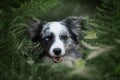 Border collie in the forest behind fern