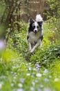 Running border collie dog in a spring garden Royalty Free Stock Photo