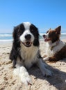 Border collie fun on the beach