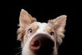 Border collie funny portrait. dog in studio on black background Royalty Free Stock Photo